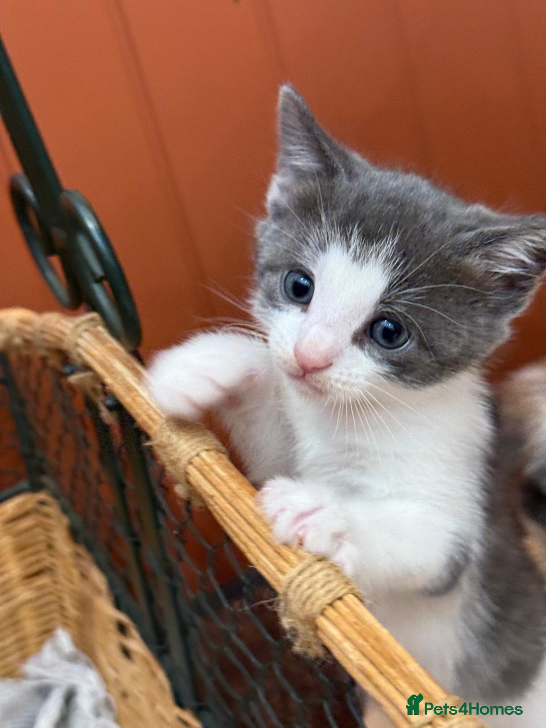 Mixed Breed cats for sale: 🐾 Adorable Kittens For Forever Homes 🐾  - Image 12