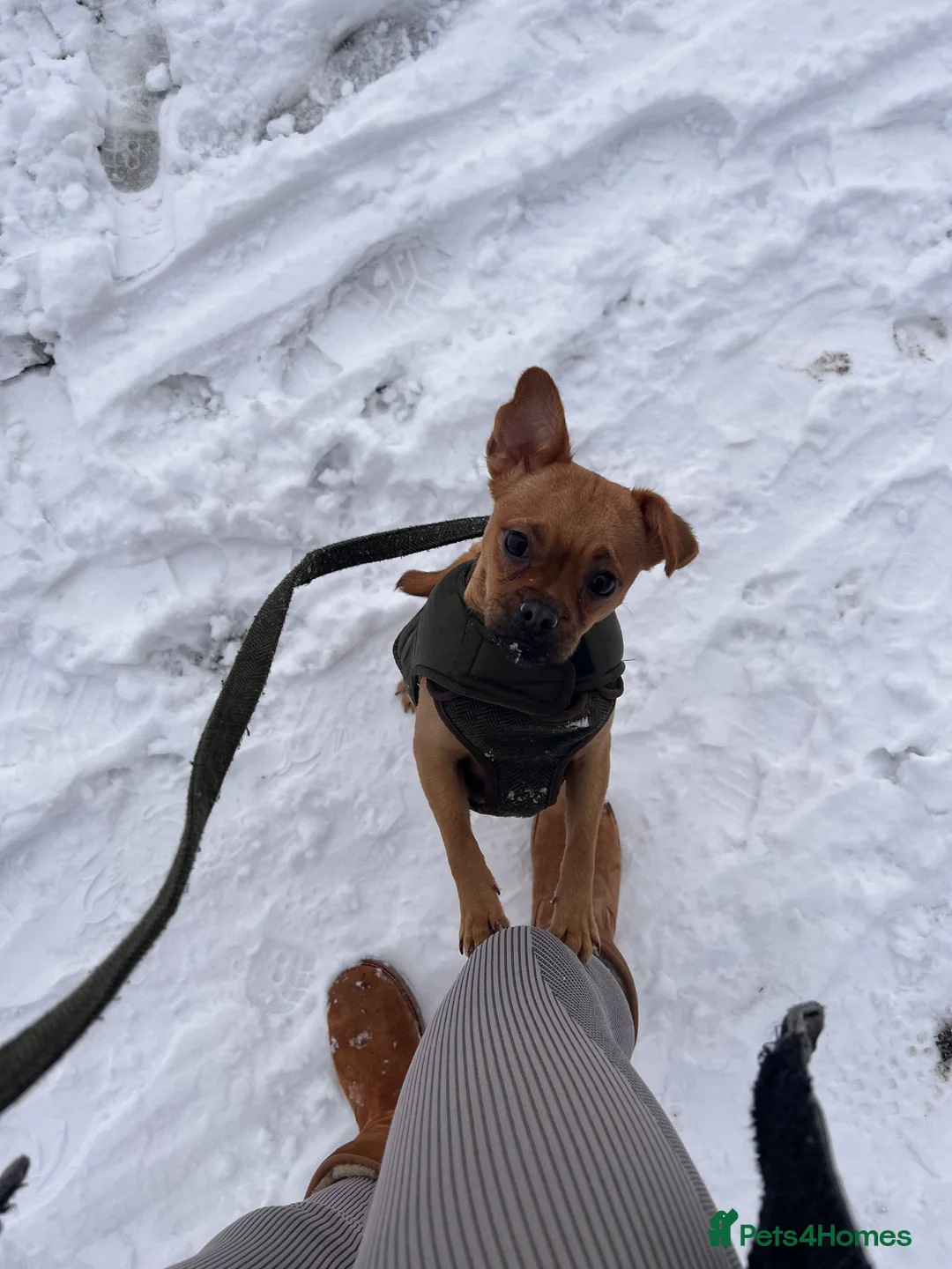 Jug dogs for sale: Jug (Jack Russell & Pug) Female  - Advert 3