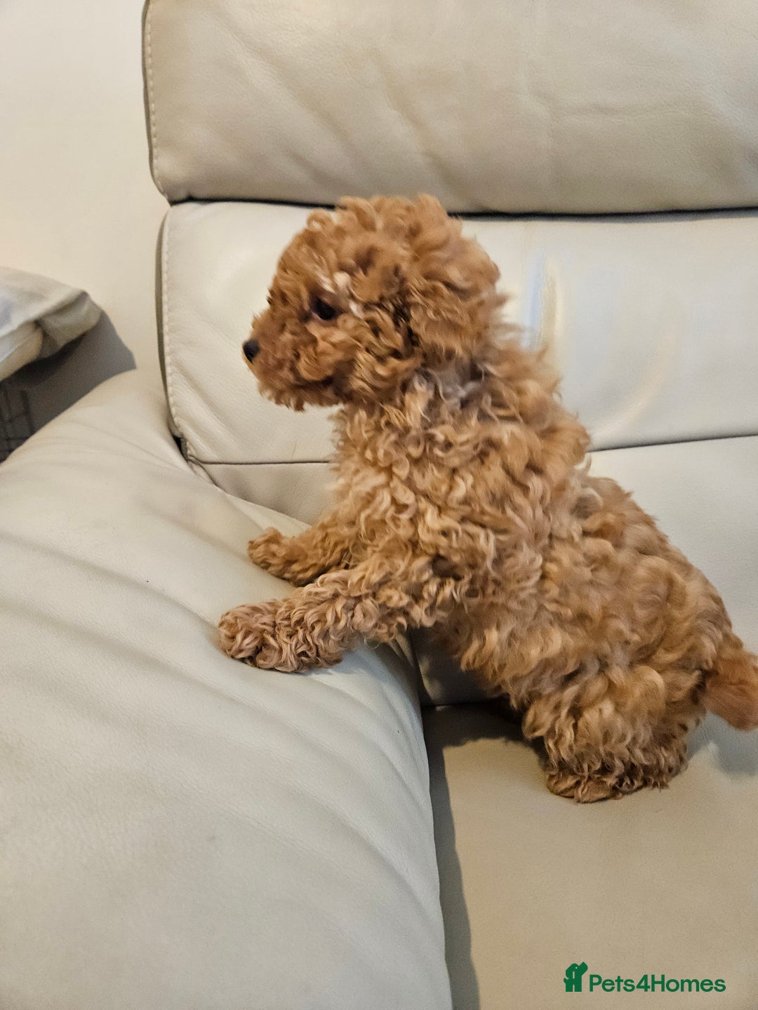 Toy Poodle dogs for sale: Last toy poodle boy remaining  - Advert 8