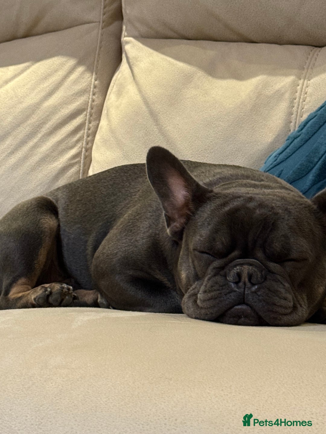 French Bulldog dogs for stud: PABLO 🐶 for stud - Black Compact Frenchie - Advert 3