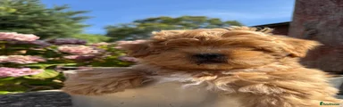 Lhasapoo 4