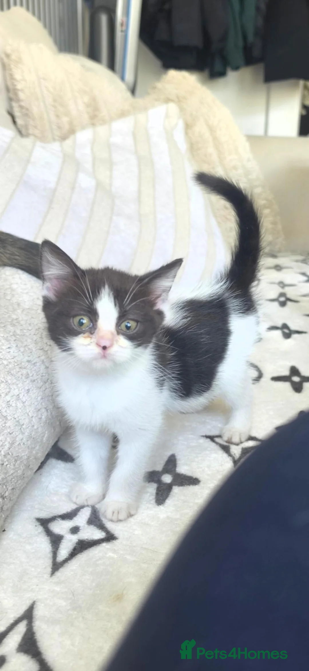 British Shorthair cats for sale: British shorthair kittens - Advert 1