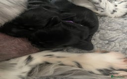 Cocker Spaniel dogs for sale: KC Registered Show Cocker Spaniels - Image 9