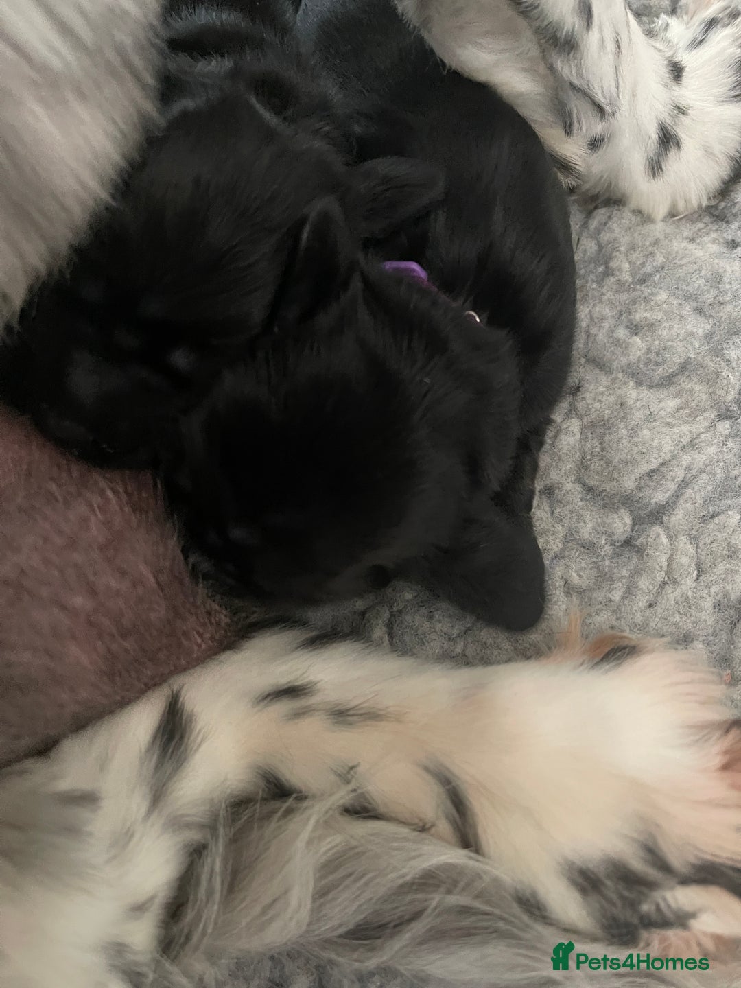 Cocker Spaniel dogs for sale: KC Registered Show Cocker Spaniels - Image 9
