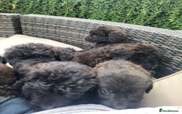 Mixed Breed dogs for sale: Saint Bernadoodles F1  - Image 9