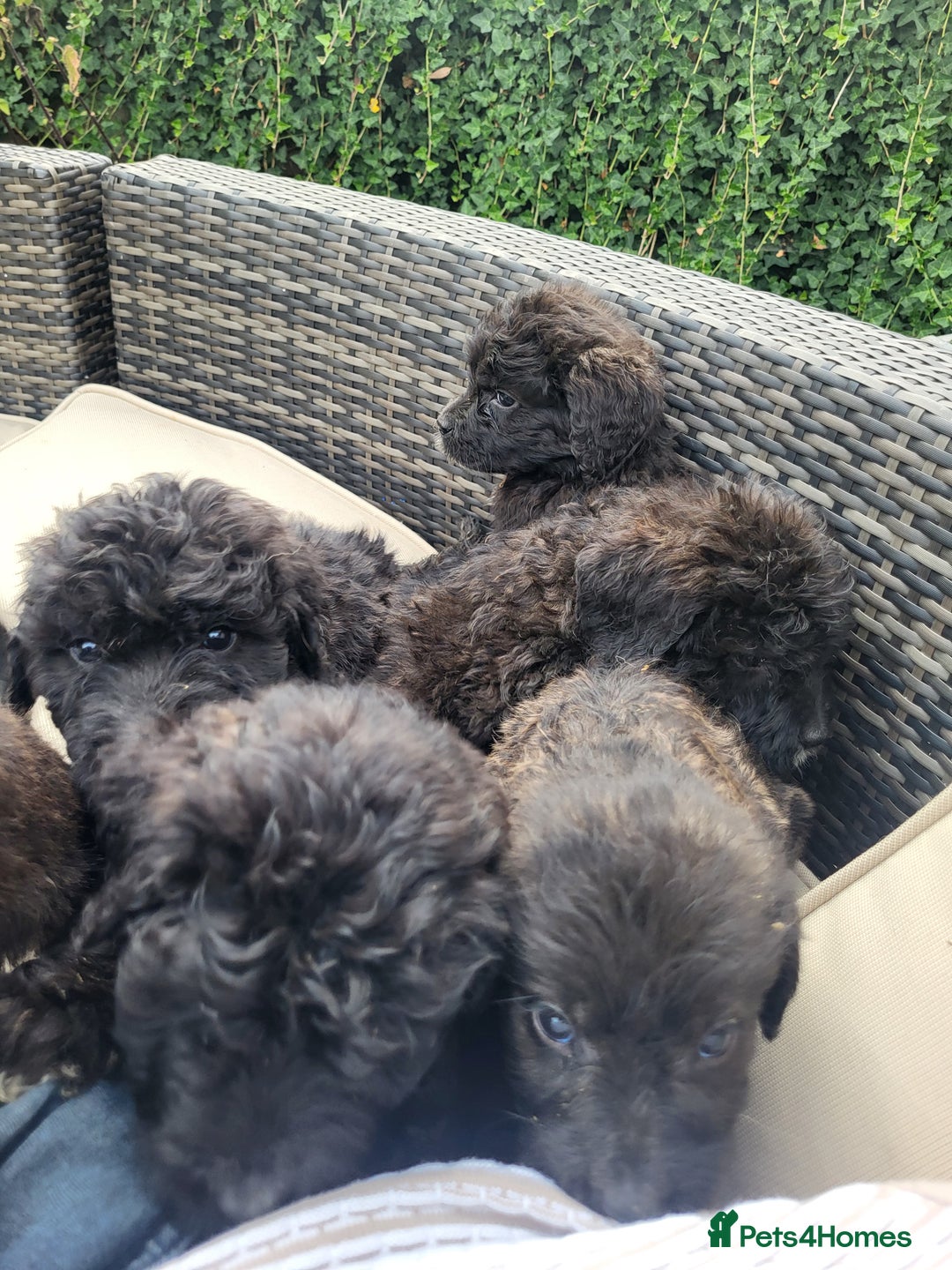 Mixed Breed dogs for sale: Saint Bernadoodles F1  - Image 9