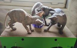 Sphynx cats for sale: Canadian Sphynx TICA REGISTERED. - Image 7