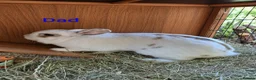 Mixed Breed rabbits for sale: Gorgeous baby lop bunnies for sale! 😍 - Advert 9