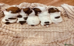 Jack Russell dogs for sale: 5 old-fashioned, rough head Jack Russell Puppies - Image 3