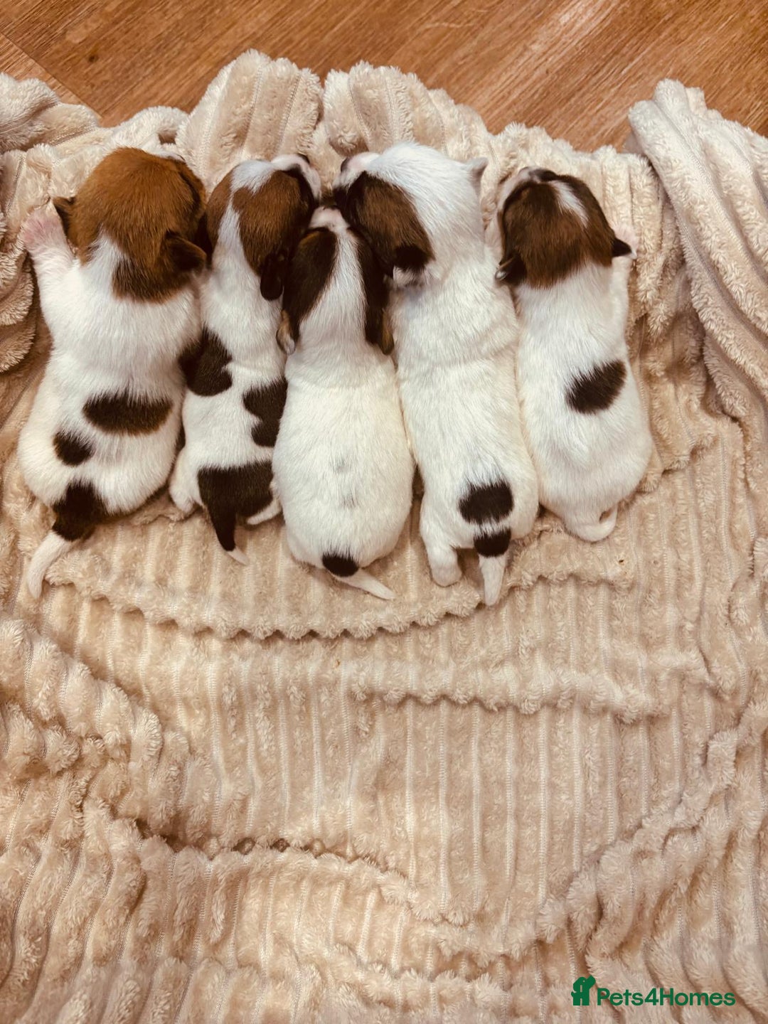 Jack Russell dogs for sale: 5 old-fashioned, rough head Jack Russell Puppies - Image 3