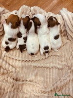 Jack Russell dogs - Advert 3