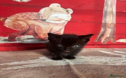 Domestic Shorthair cats for sale: Ragdoll/domestic short hair boys ready now - Image 7