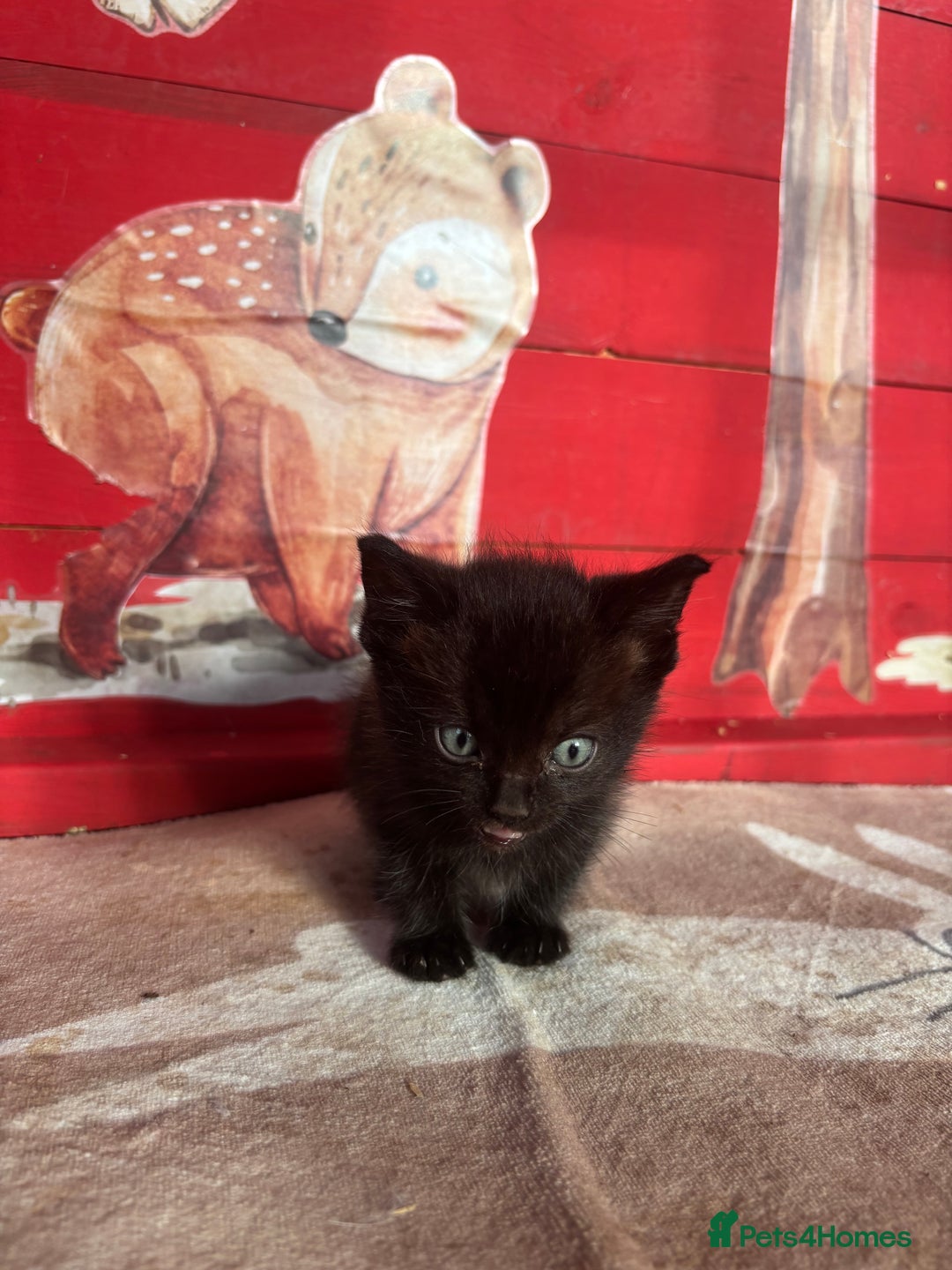 Domestic Shorthair cats for sale: Ragdoll/domestic short hair boys ready now - Image 7