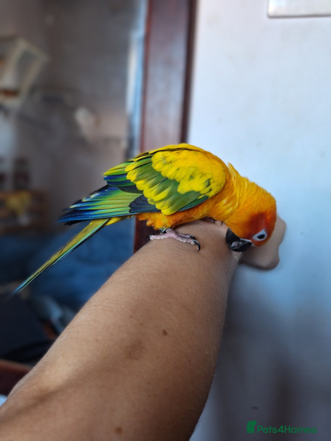 Conures birds for sale: 2 year old Sun Conure for sale. - Image 4
