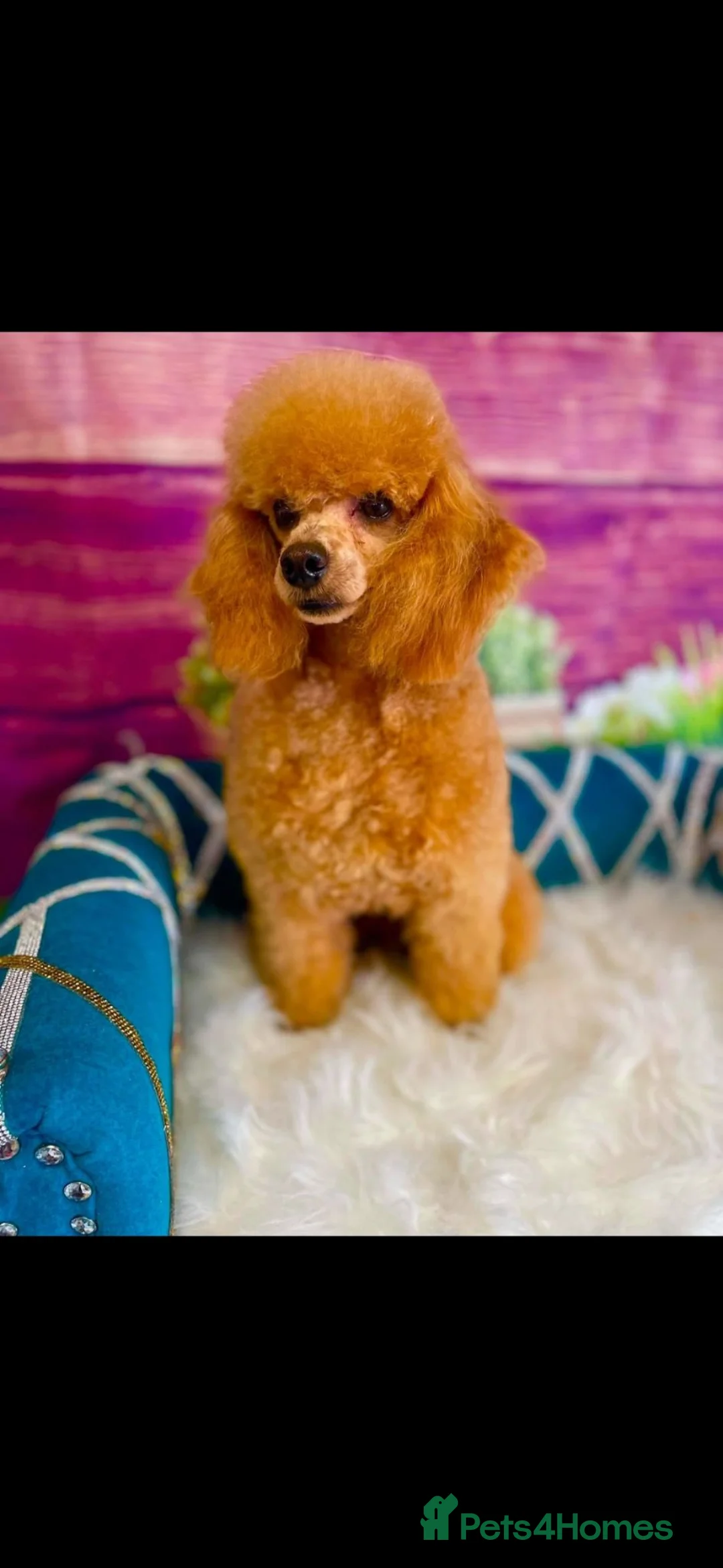 Cavapoo dogs for sale: Gorgeous F1b cavapoo's  - Advert 2