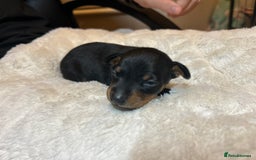 Miniature Pinscher dogs for sale: Gorgeous MinPin Puppies-Ready from 8th Dec! - Advert 9