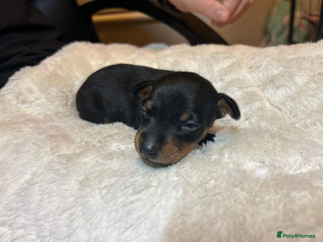 Miniature Pinscher dogs for sale: Gorgeous MinPin Puppies-Ready from 8th Dec! - Advert 9
