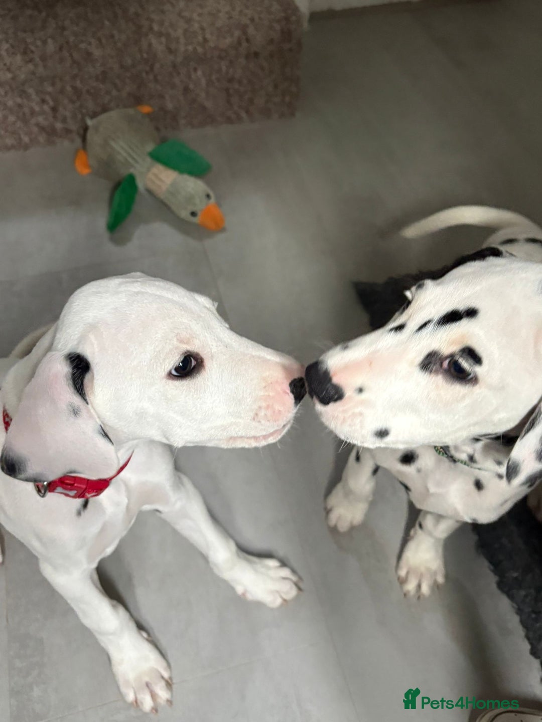 Dalmatian dogs for sale: Dalmatian puppies ready advert fully - Advert 35