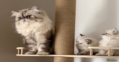 Persian cats - Advert 3