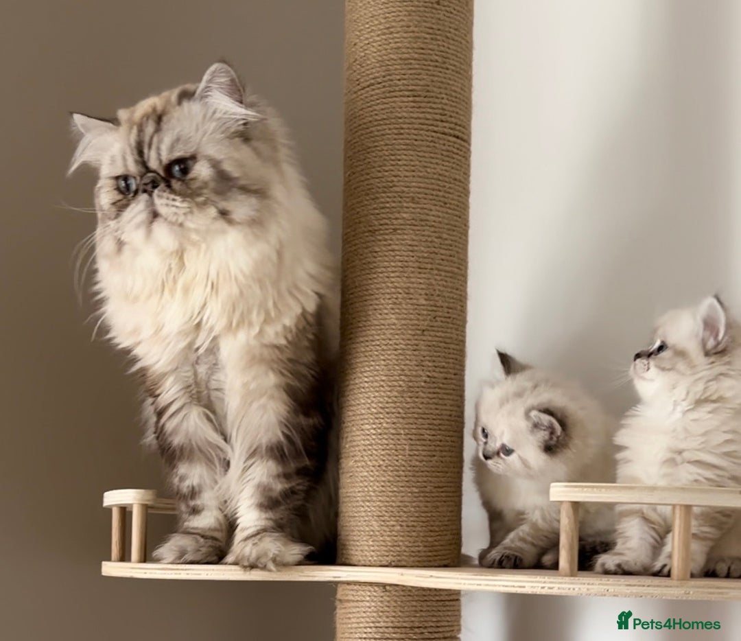Persian cats for sale: 🐾 Pedigree Himalayan Persian Kittens 🐾 - Image 4