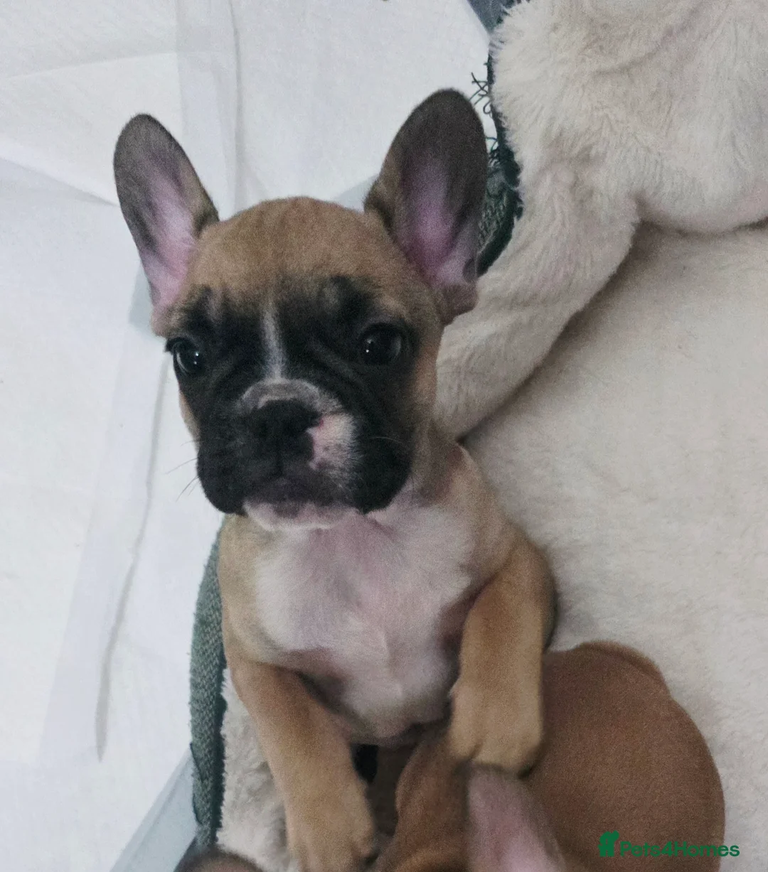 French Bulldog dogs for sale: Beautiful French bulldog  - Advert 2