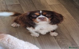 Cavapoo dogs for sale: F1 Cavapoos - Parents DNA Health Tested  - Advert 17