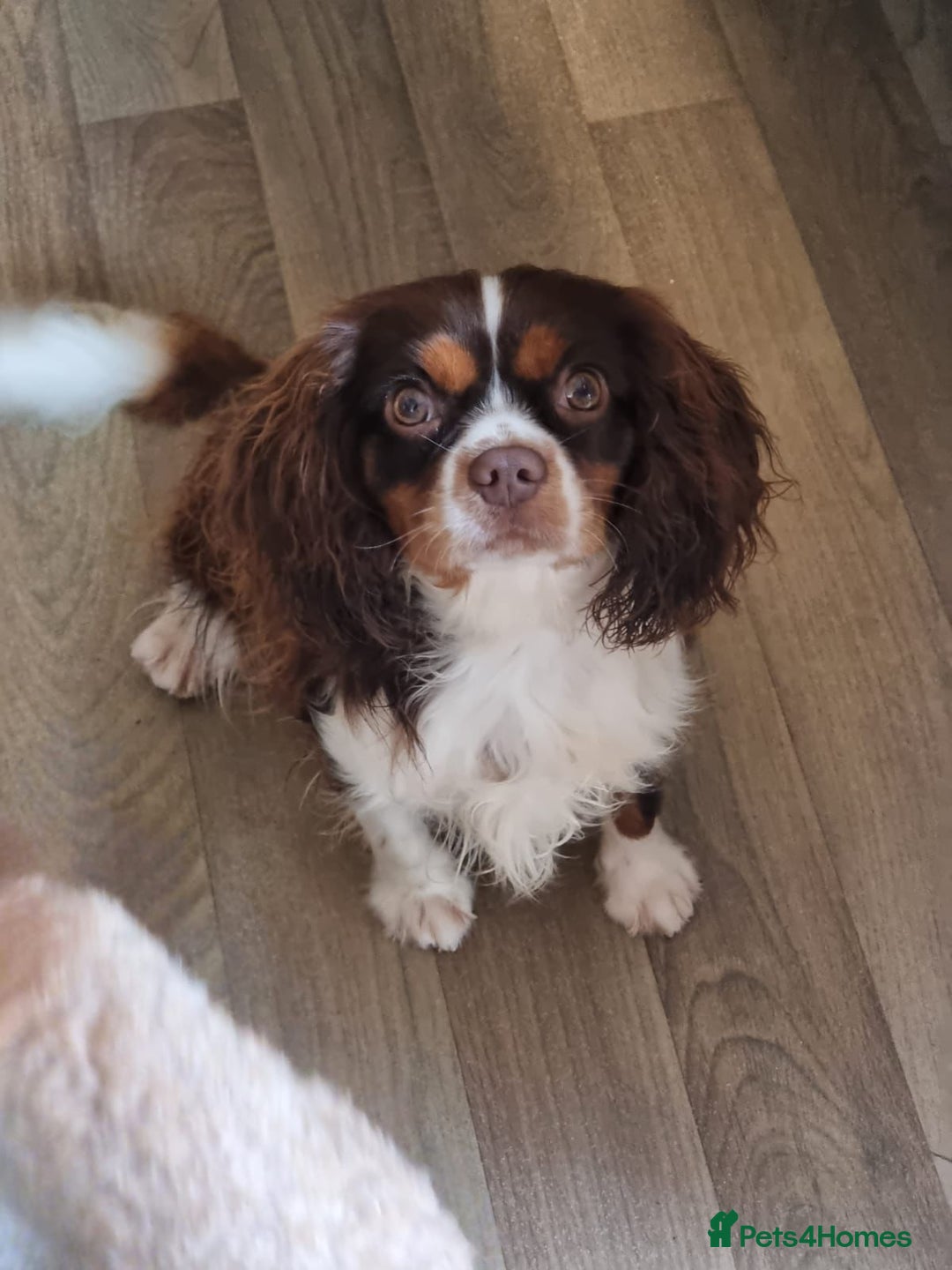 Cavapoo dogs for sale: F1 Cavapoos - Parents DNA Health Tested  - Advert 17