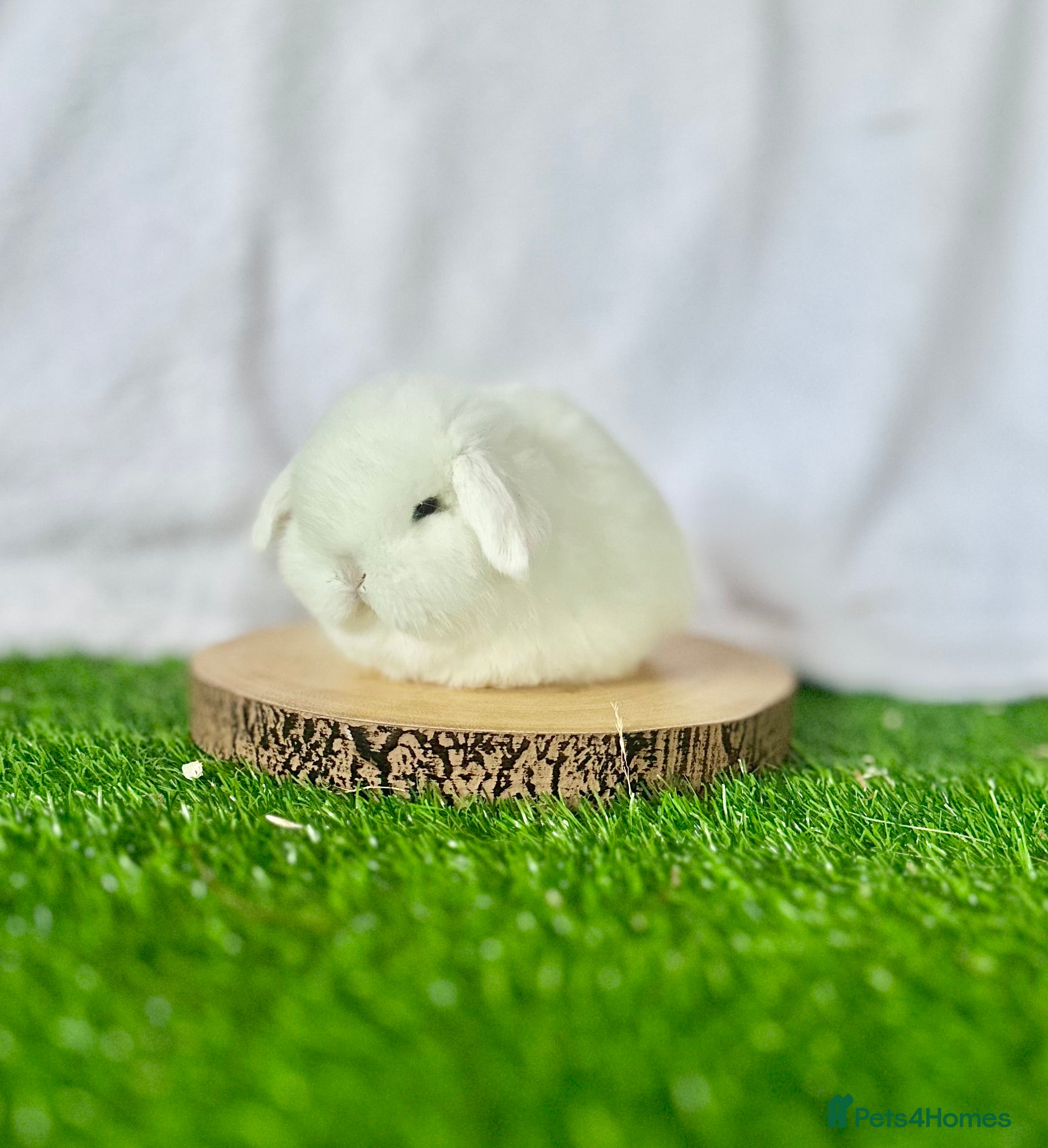 Mini Lop rabbits Mini Lops available to Reserve 🐰 - Advert 14