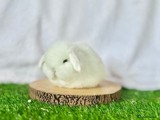 Mini Lop rabbits Mini Lops available to Reserve 🐰 - Advert 14