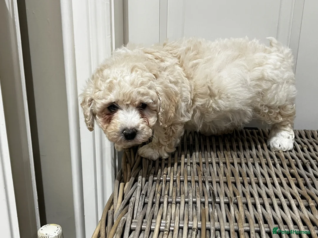 Cavapoo dogs for sale: Cavapoo  - Advert 1