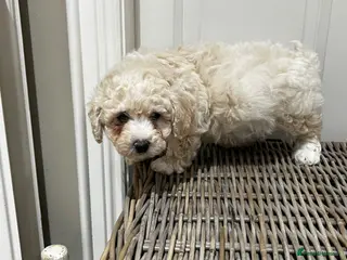 Cavapoo dogs Cavapoo - Advert 6