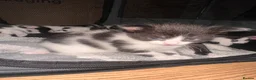 Domestic Shorthair cats for sale: BEAUTIFUL BLACK & White Tuxedo Kittens  in Ilford - Advert 8