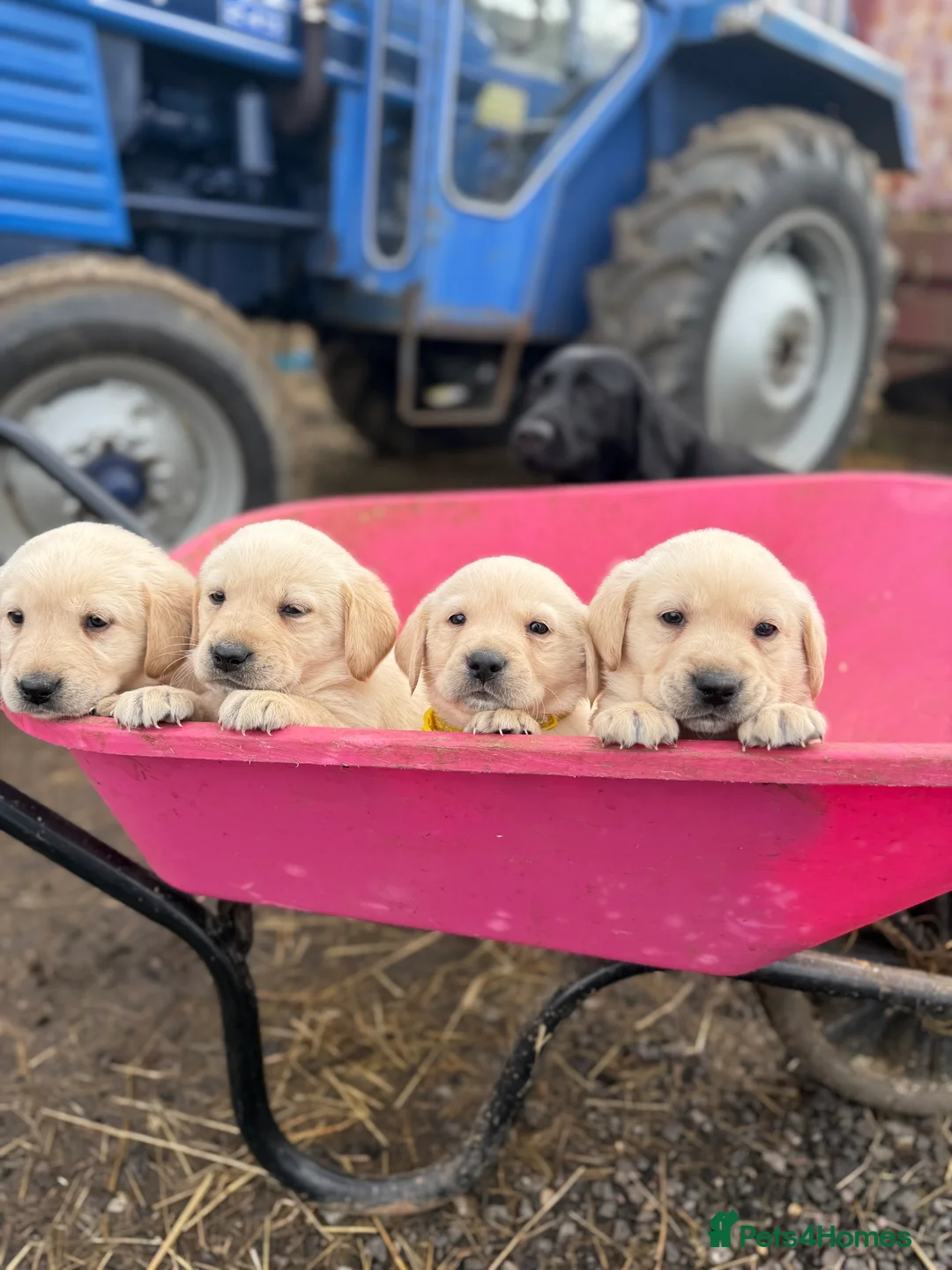 Labrador Retriever dogs for sale: Labrador retriever pups for sale black and gold X in Newark - Advert 13