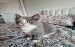 British Shorthair cats for sale: Half British Shorthair half fluffy  - Image 2