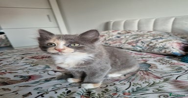 British Shorthair cats - Advert 6