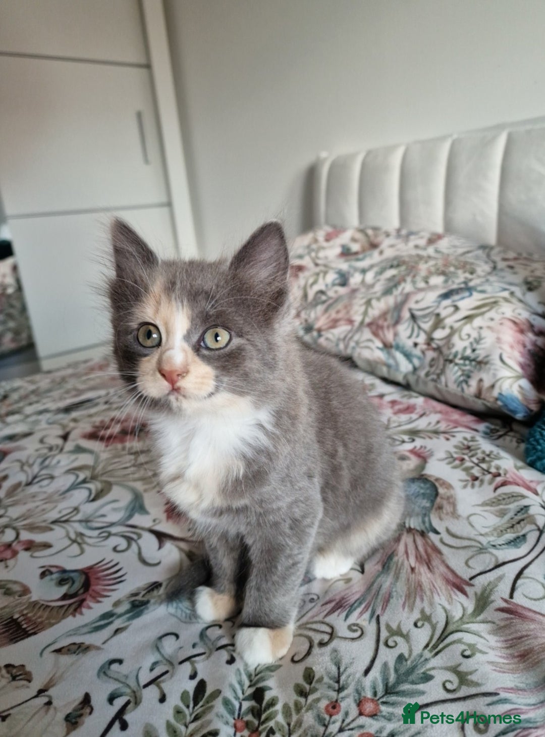 British Shorthair cats for sale: Half British Shorthair half fluffy  - Image 2