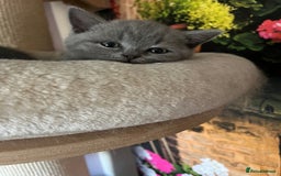British Shorthair cats for sale: Beautiful British shorthair kittens 🐱 🥰 - Advert 7