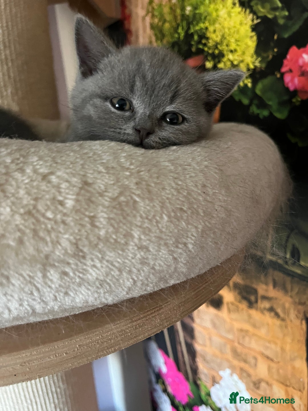 British Shorthair cats for sale: Beautiful British shorthair kittens 🐱 🥰 - Advert 7