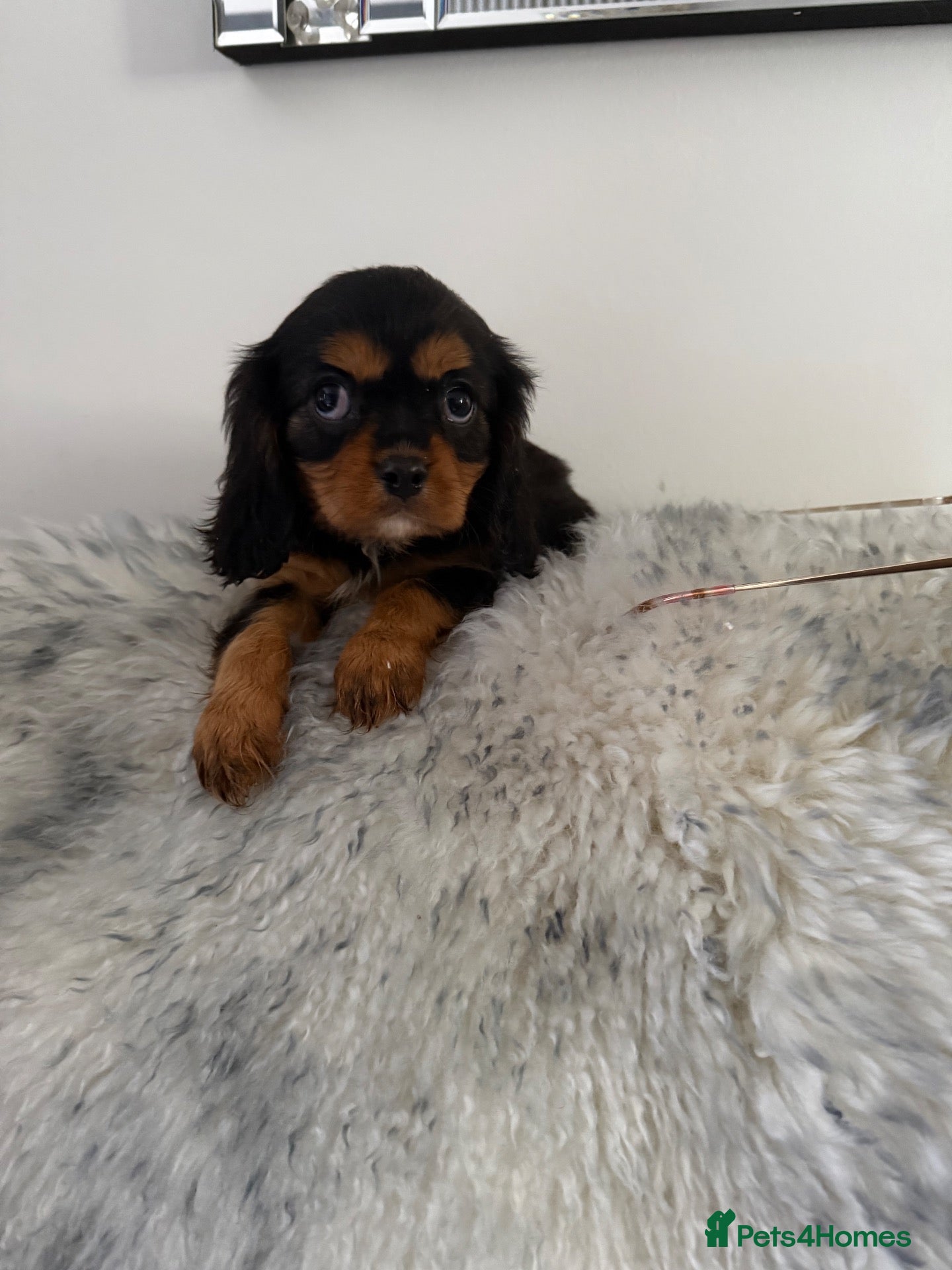 Cavalier King Charles Spaniel dogs 💙Ready now Kc dna clear cavalier pupies 💙 - Advert 3