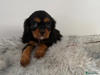 Cavalier King Charles Spaniel dogs 💙Ready now Kc dna clear cavalier pupies 💙 - Advert 3