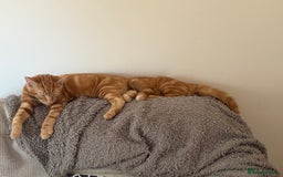 Mixed Breed cats for sale: Lovely 7 month old male ginger kitten - Image 3