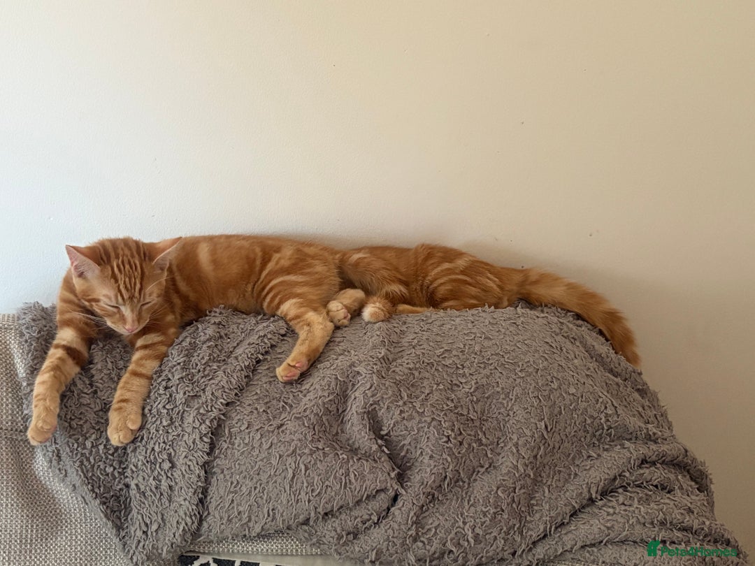 Mixed Breed cats for sale: Lovely 7 month old male ginger kitten - Image 3