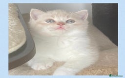 British Shorthair cats for sale: ⭐️Beautiful GCCF British Shorthair Male kitten - Image 6