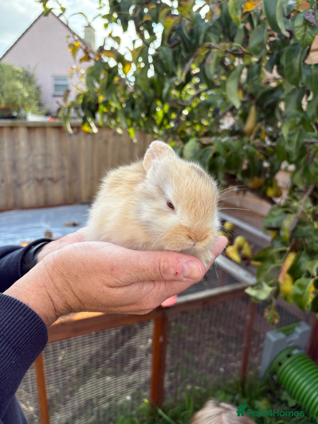 Mini Lop rabbits for sale: Gorgeous Mini Lop Bunny Rabbits - Image 13
