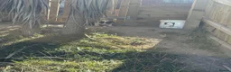 Border Collie dogs for sale: Sheepdog puppies - Advert 14