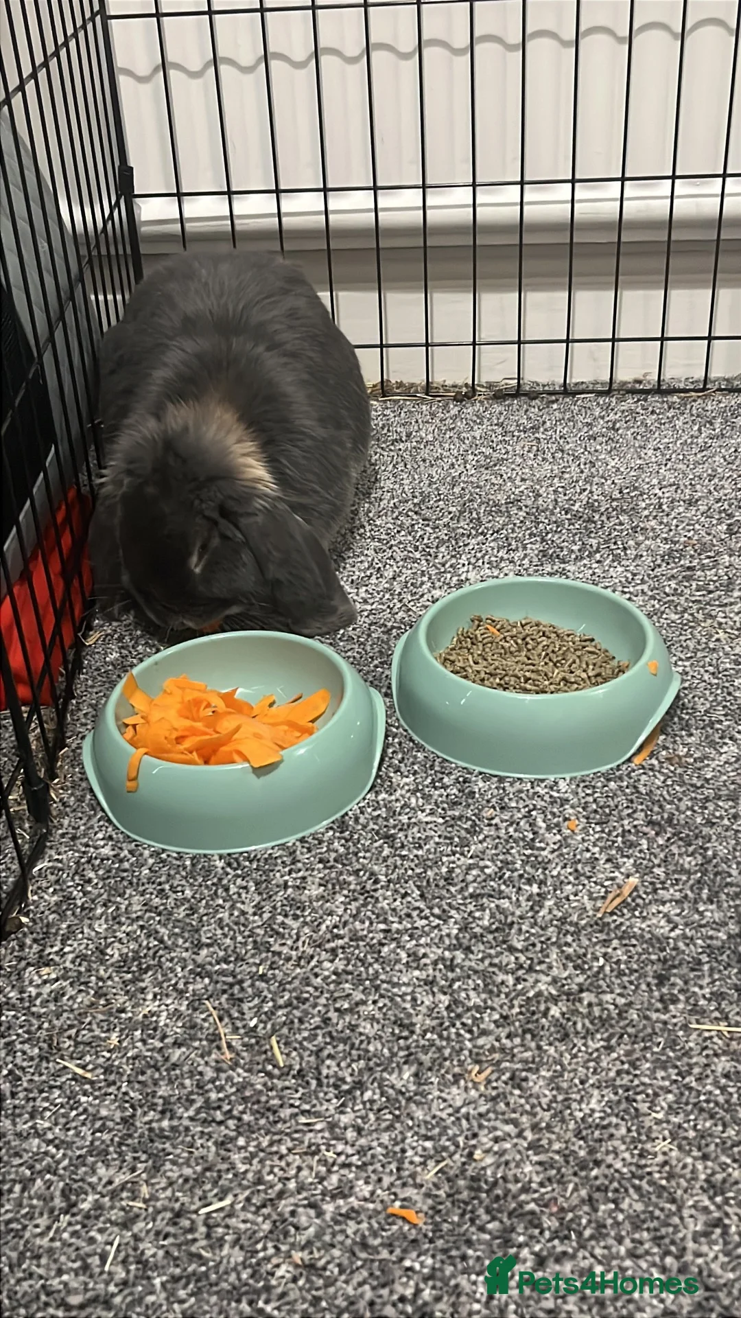 Mini Lop rabbits for sale: Gorgeous mini lop male  in Chesterfield - Advert 2