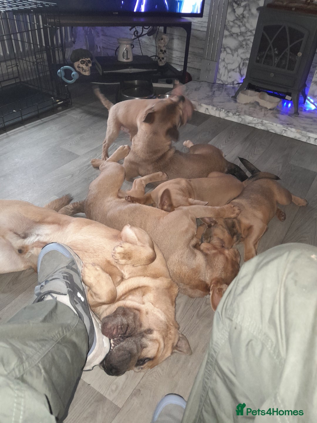 Mixed Breed dogs for sale: French bulldog X - Image 9