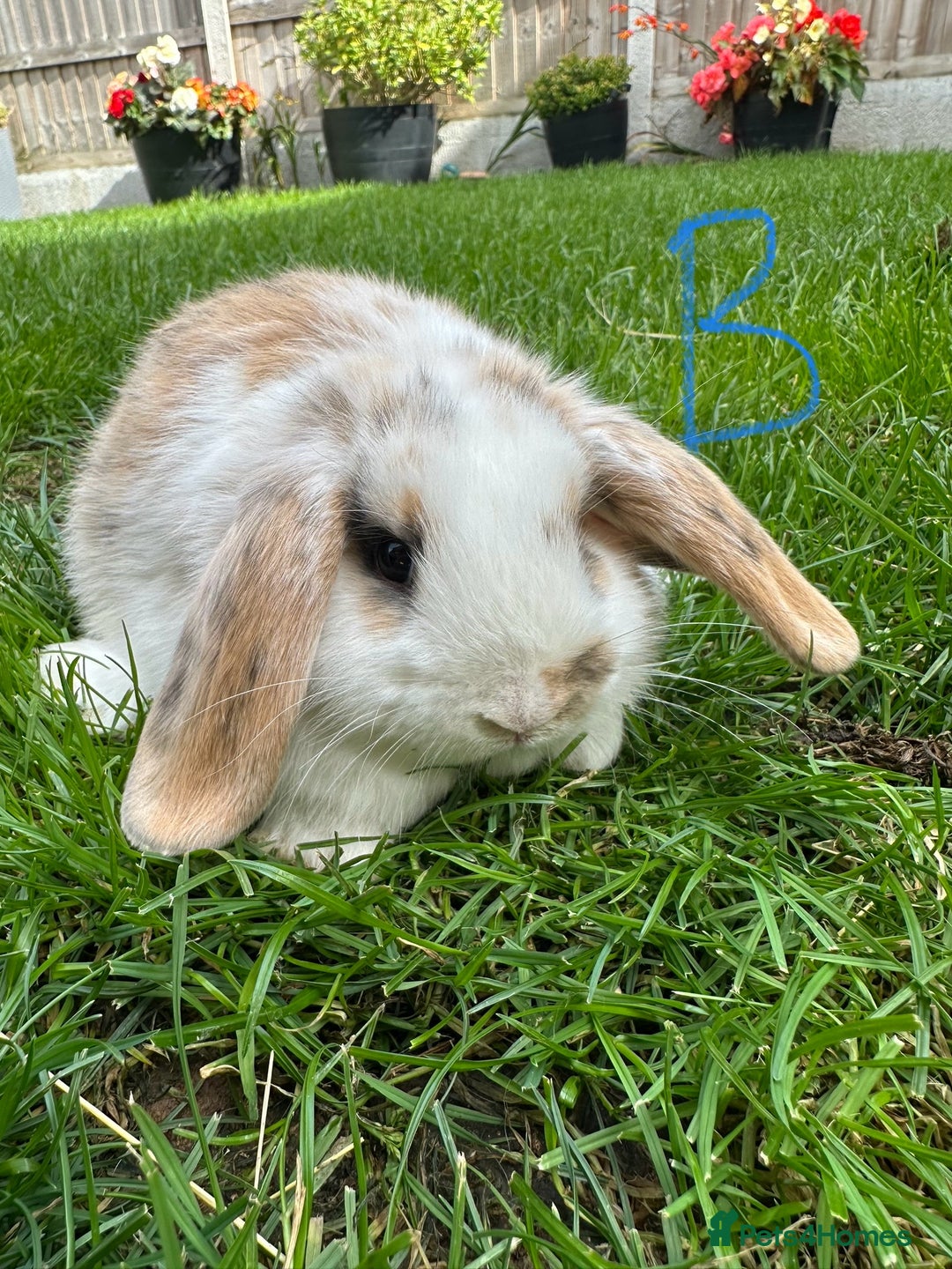 Mini Lop rabbits for sale: Mini Lop Male and Female Rabbits For Sale  - Image 12