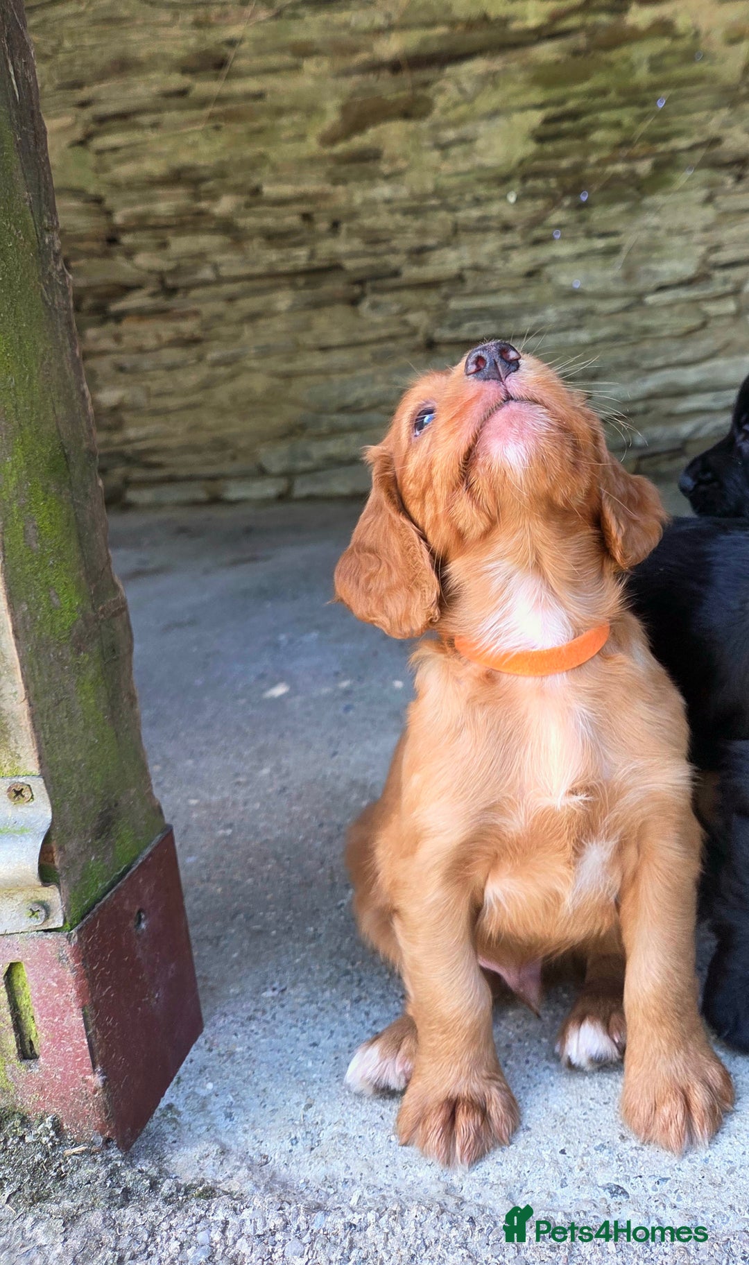 Cocker Spaniel dogs for sale: Working cocker spaniel pups - Image 20