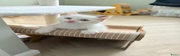 Mixed Breed cats for sale: Kittens - Advert 11